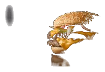 Double Quarter Pounder® with Cheese